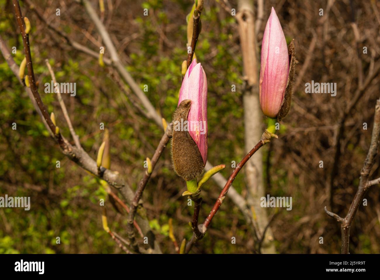 Beautiful magnolia tree blossoms in springtime. Jentle pink magnolia flower . Romantic floral background Stock Photo