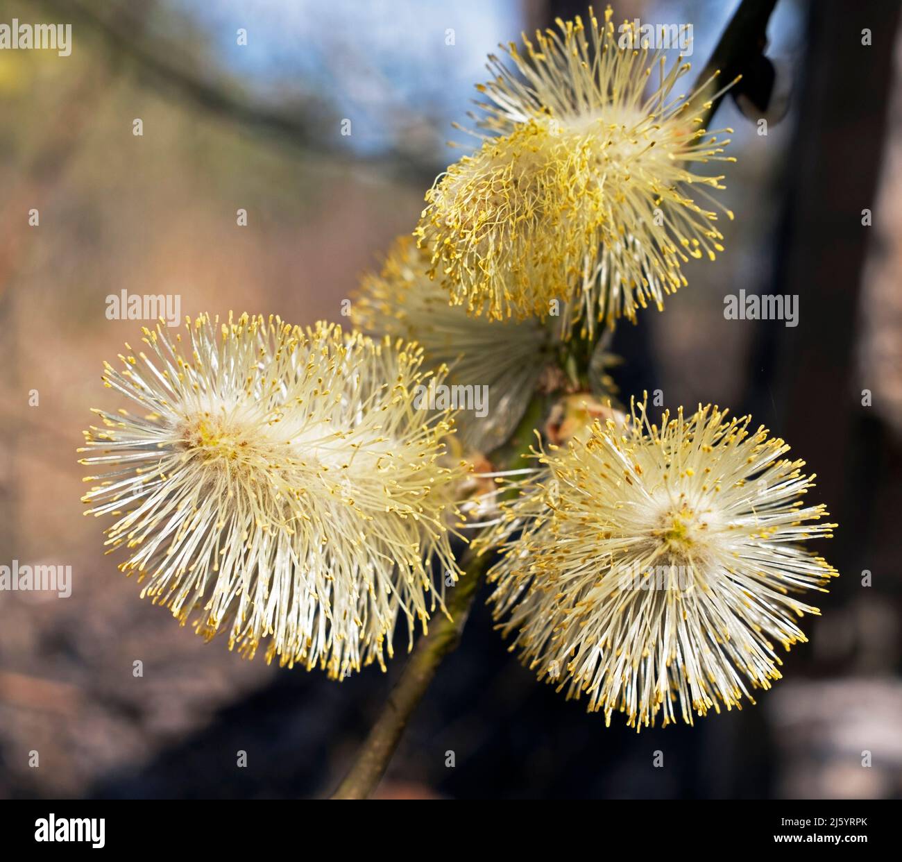 Willow catkins in closeup Stock Photo