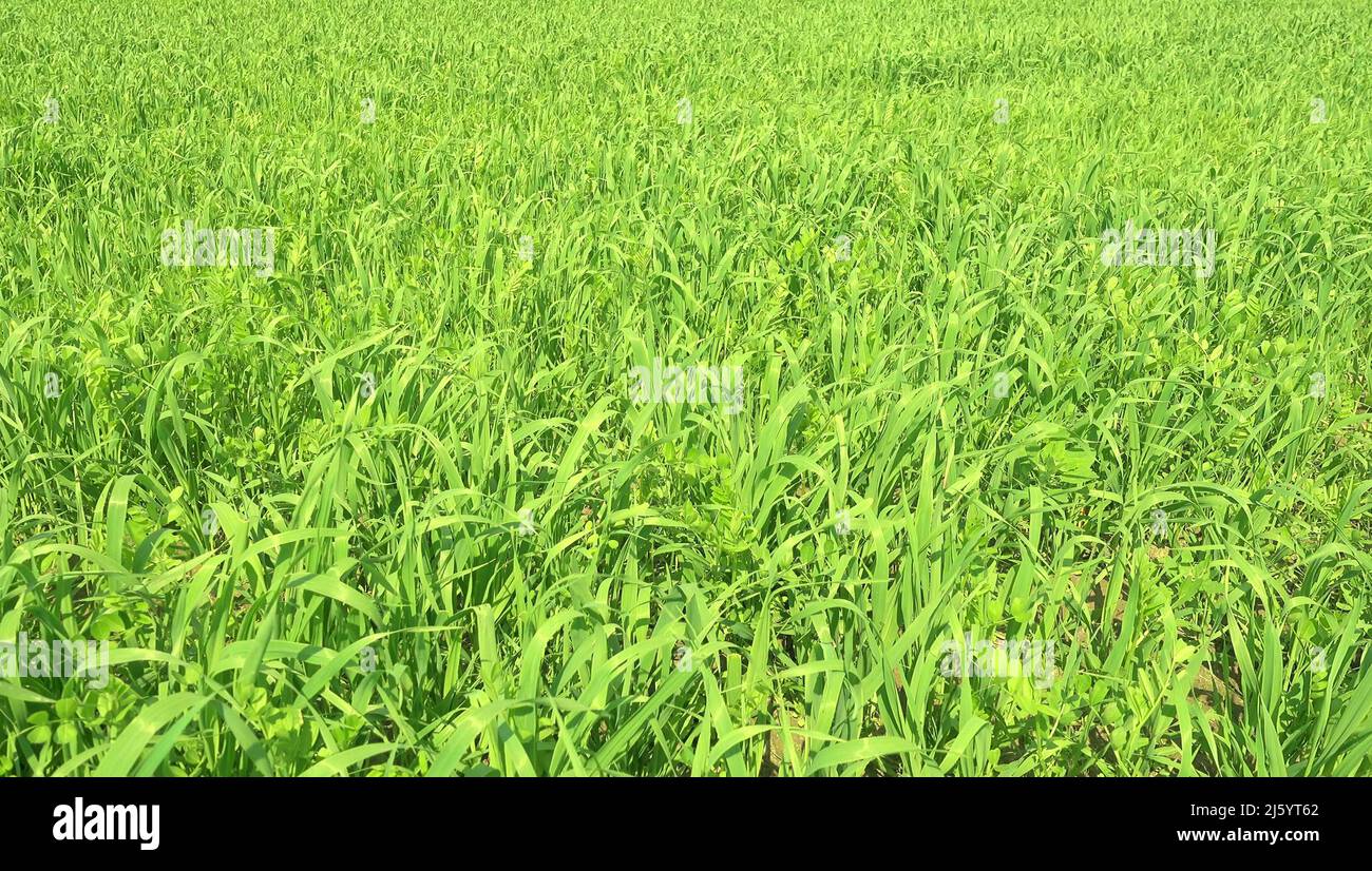 Green grass of spring hi-res stock photography and images - Alamy