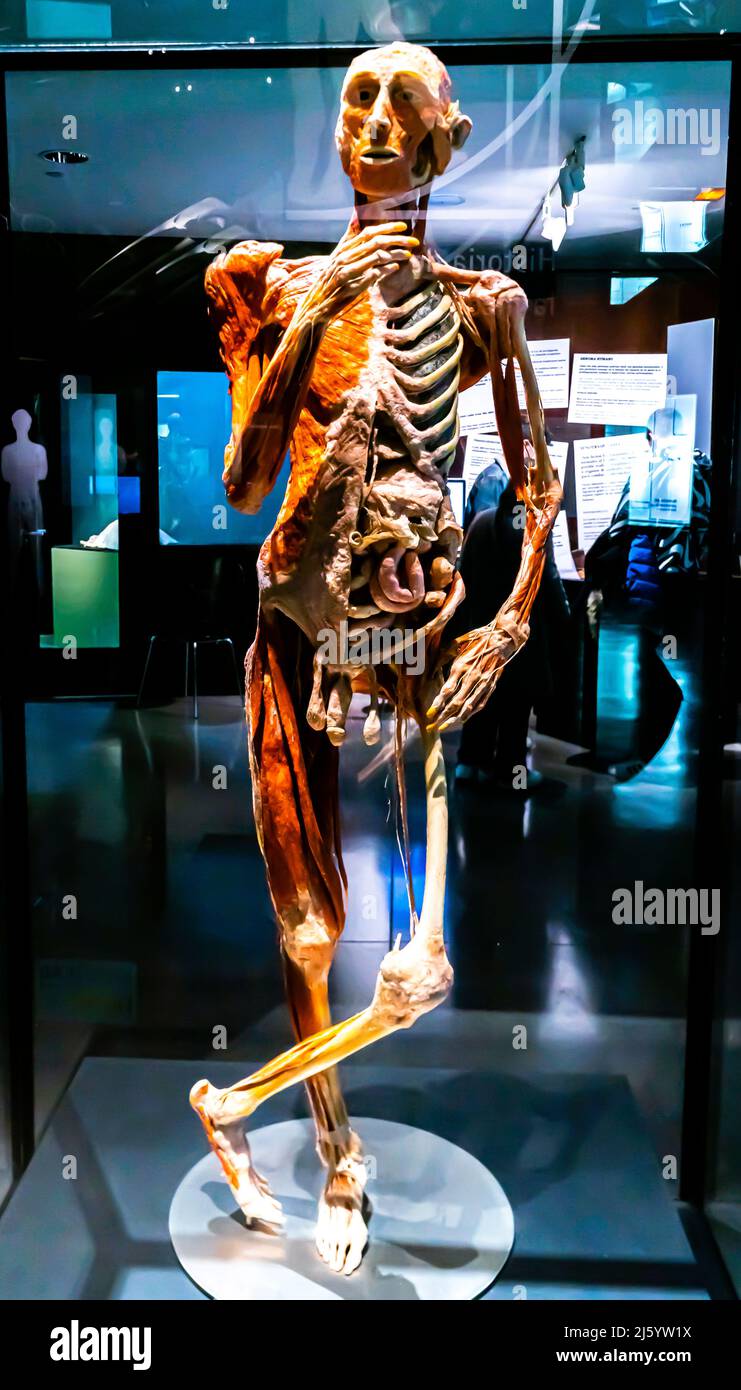 El Fumidor. A smoker's skeleton, complete body plastination,  muscular system with internal organs. Park of Science, Granada Stock Photo