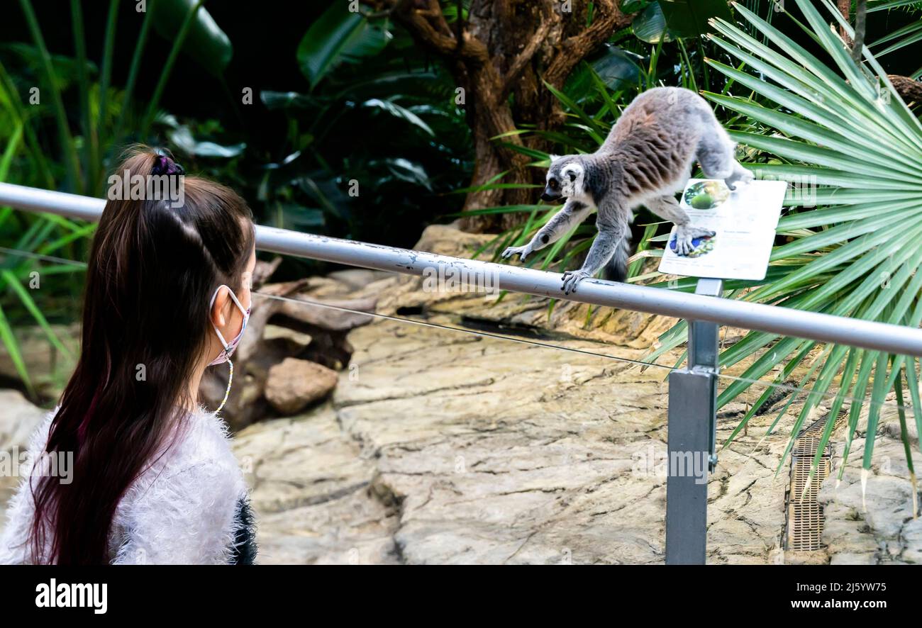 A girl in face mask looking at Ringtailed Lemur, Lemur catta. Park of Science, a popular museum on science and discoveries in Andalucia Stock Photo