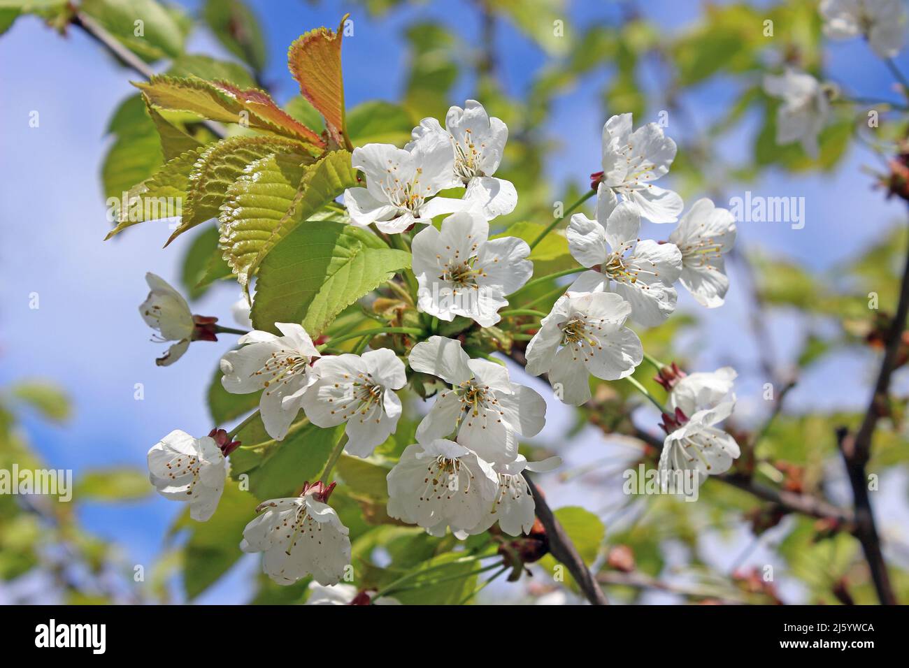 Wild Cherry Prunus avium blossom Stock Photo