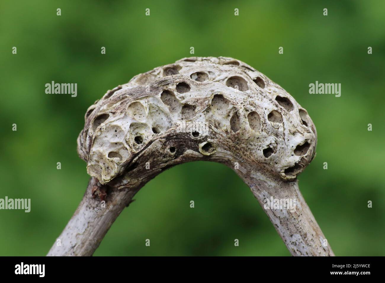 Old Bramble Stem Gall with emergence holes caused by the Cynipid Gall Wasp Diastrophus rubi Stock Photo