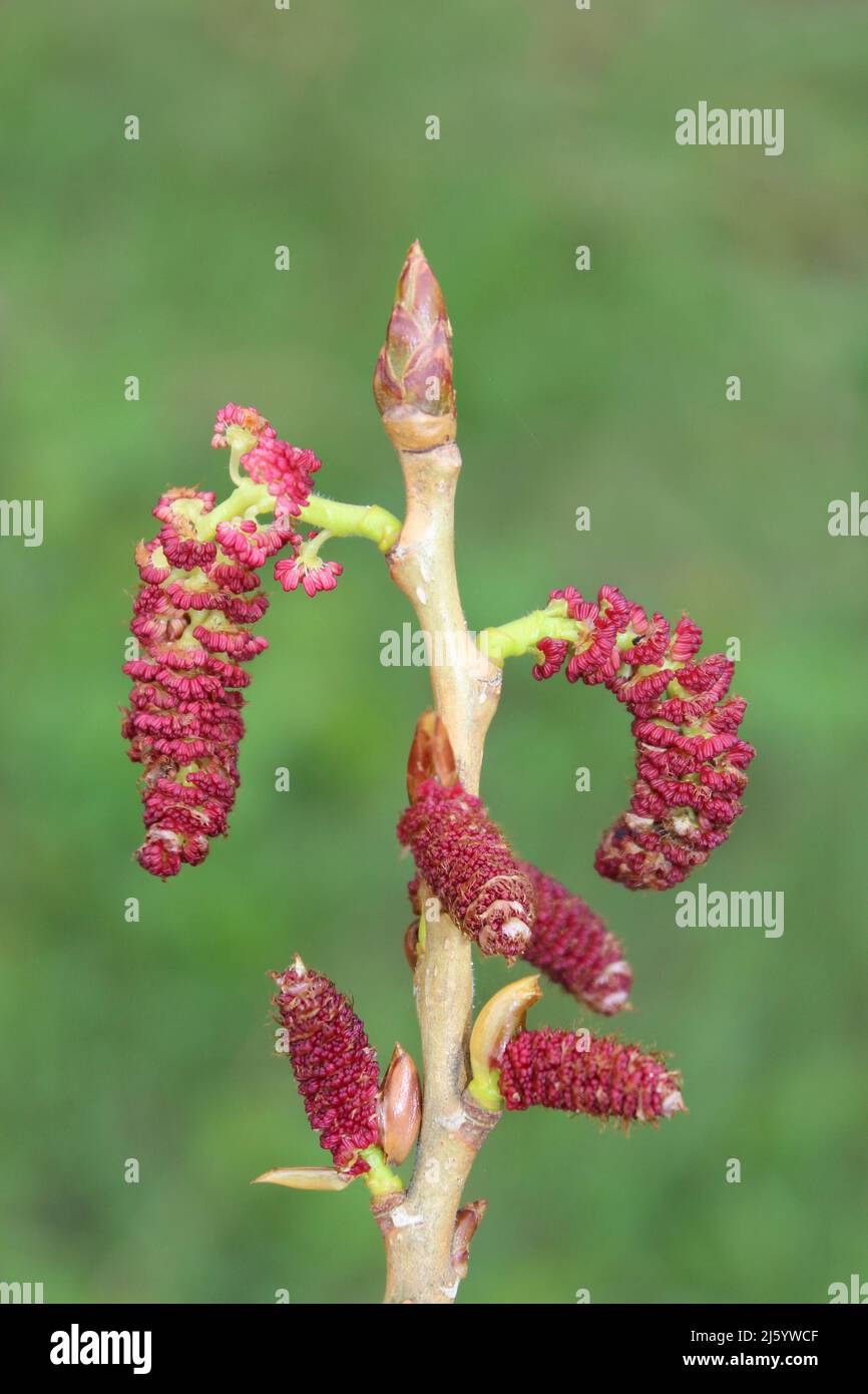 Black Poplar - Populus nigra male catkins Stock Photo