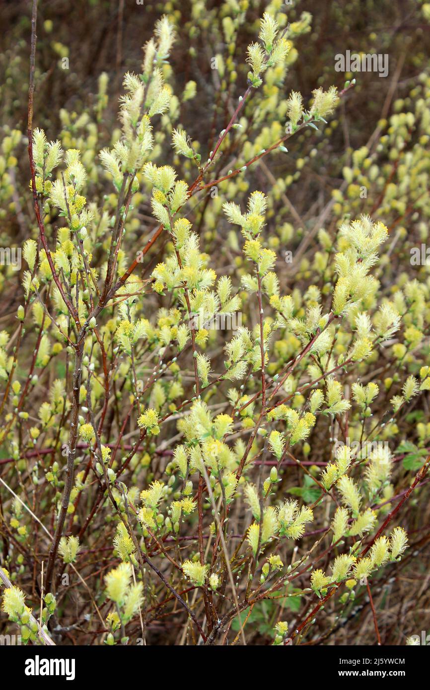Creeping Willow Salix repens  ssp. argentea - catkins Stock Photo