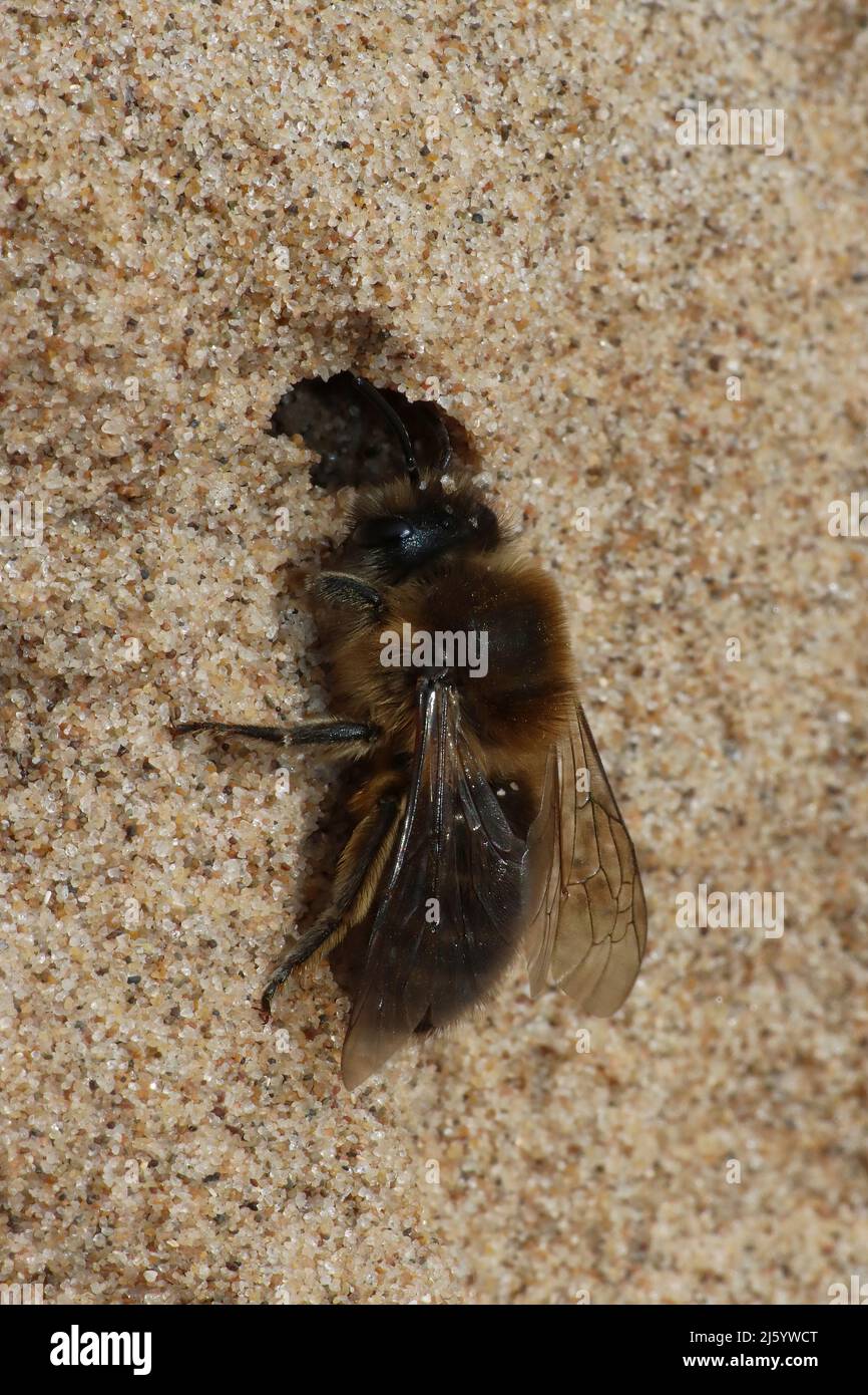 Vernal Mining Bee Colletes cunicularius - at entrance to nest burrow, Sefton Coast, UK Stock Photo