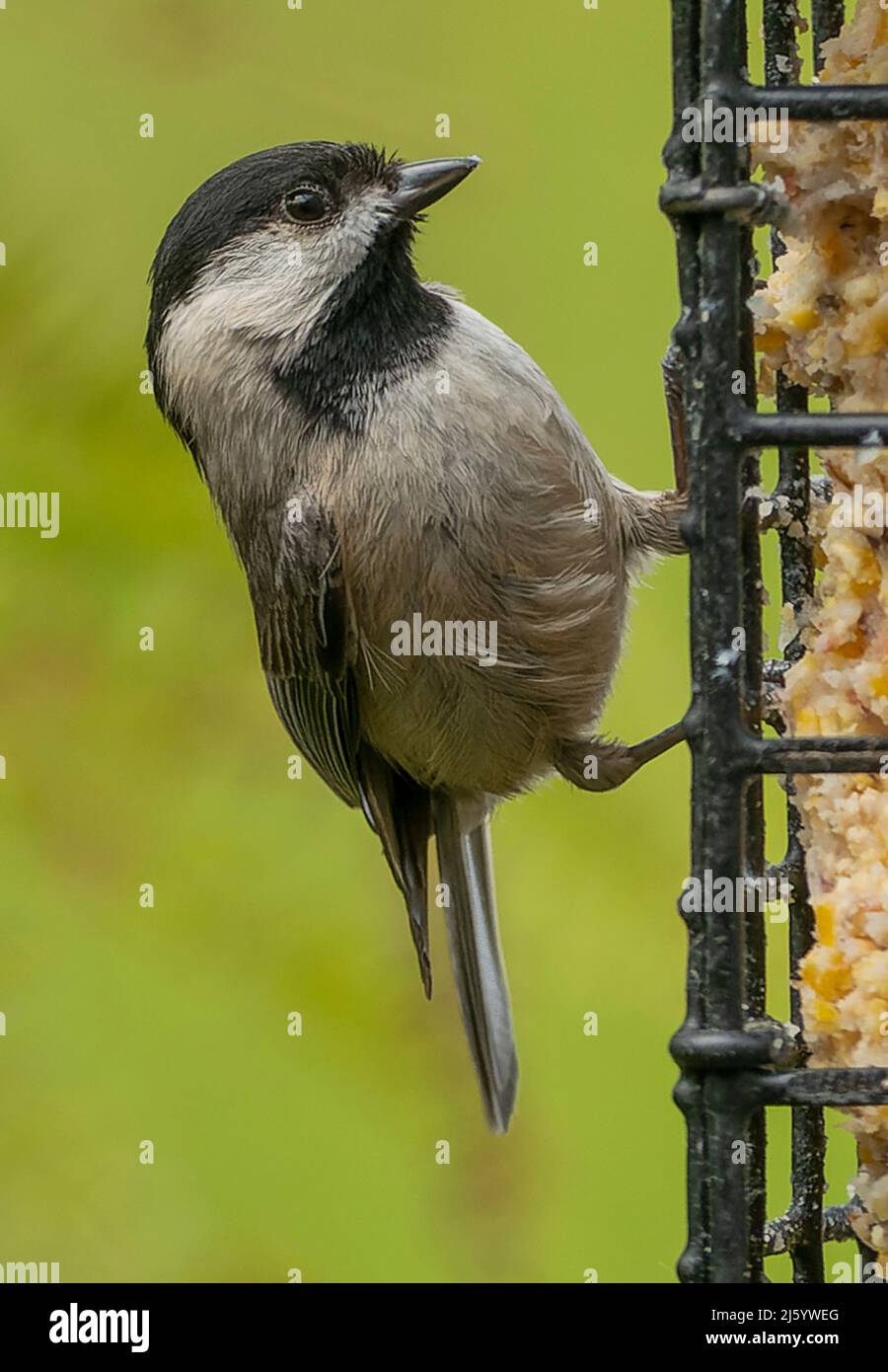 Carolina Chickadee on the Suet Feeder Stock Photo Alamy