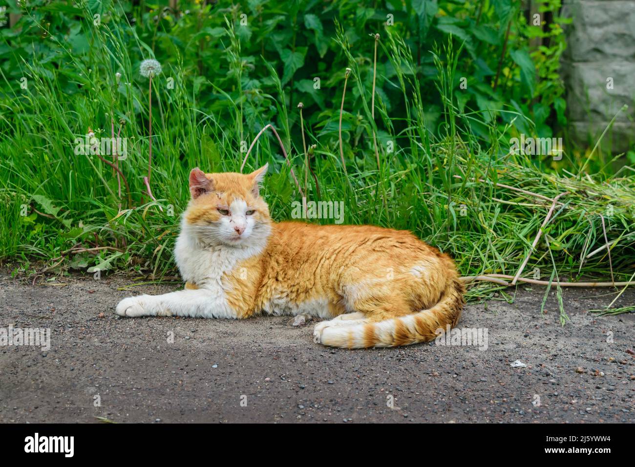 Stray ginger cat with a sick eyes on the street. Abandoned ill cat Stock Photo Alamy