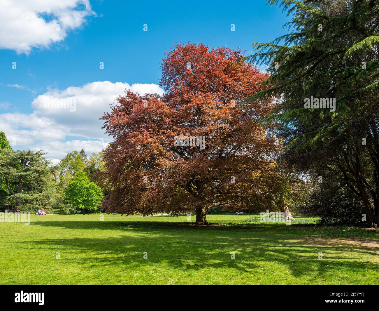 Beautiful red tree with orange leaves in the spring season in Fulham Garden, in London Stock Photo
