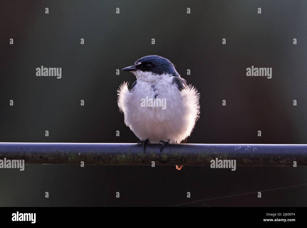 Mangrove Swallow (Tachycineta  albilinea) adult perched on pipe in early morning light Osa Peninsula, Costa Rica          March Stock Photo