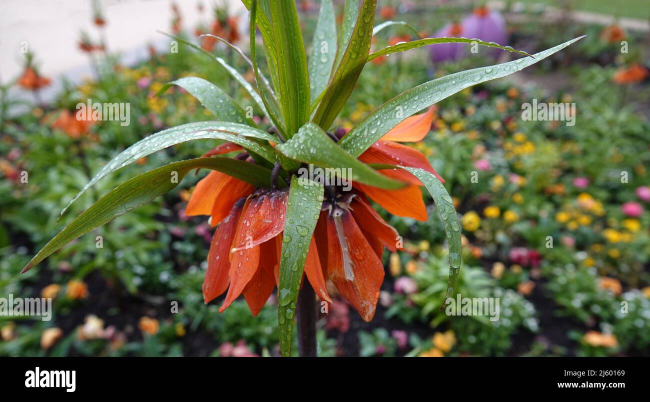 Orange Fritillaria imperialis flower covered with raindrops against a background of blurred spring flowers. Stock Photo