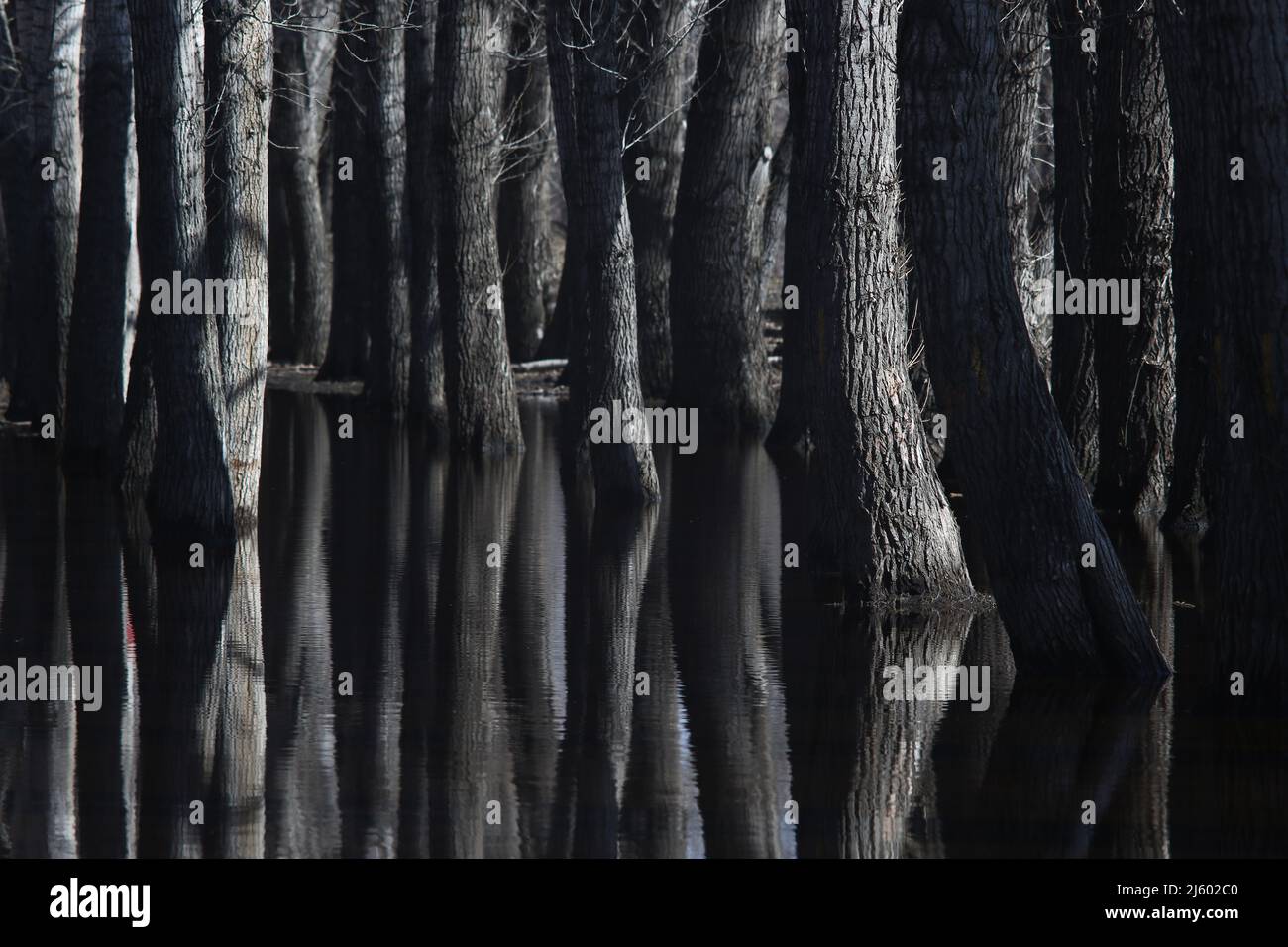 abstract nature background - tree trunks reflecting in the water Stock ...