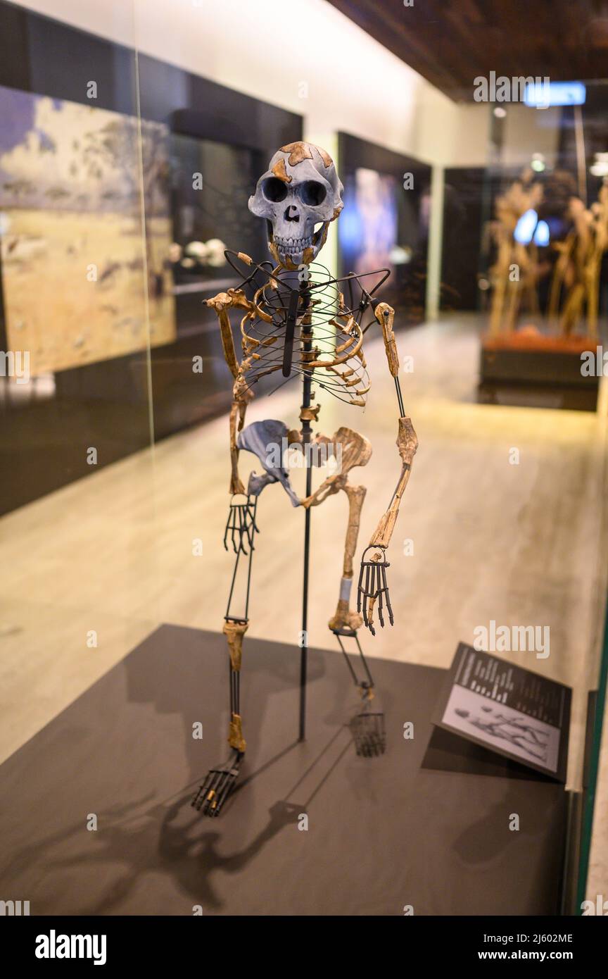 Australophitecus afarensis. Eastern Africa.    The National Archaeological Museum (MAN), which houses one of the world's most important antique collec Stock Photo
