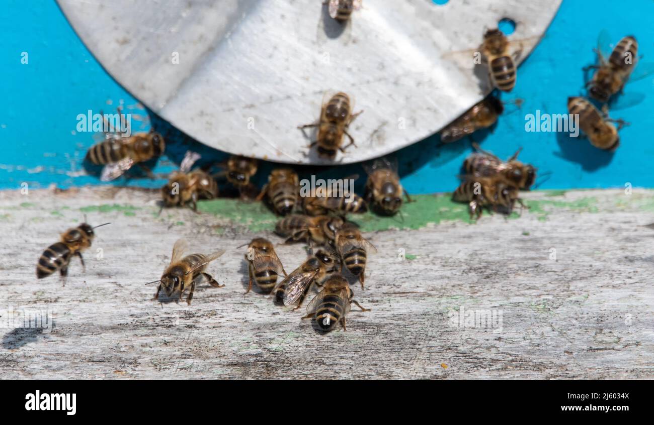 Bees return blue hive hi-res stock photography and images - Alamy