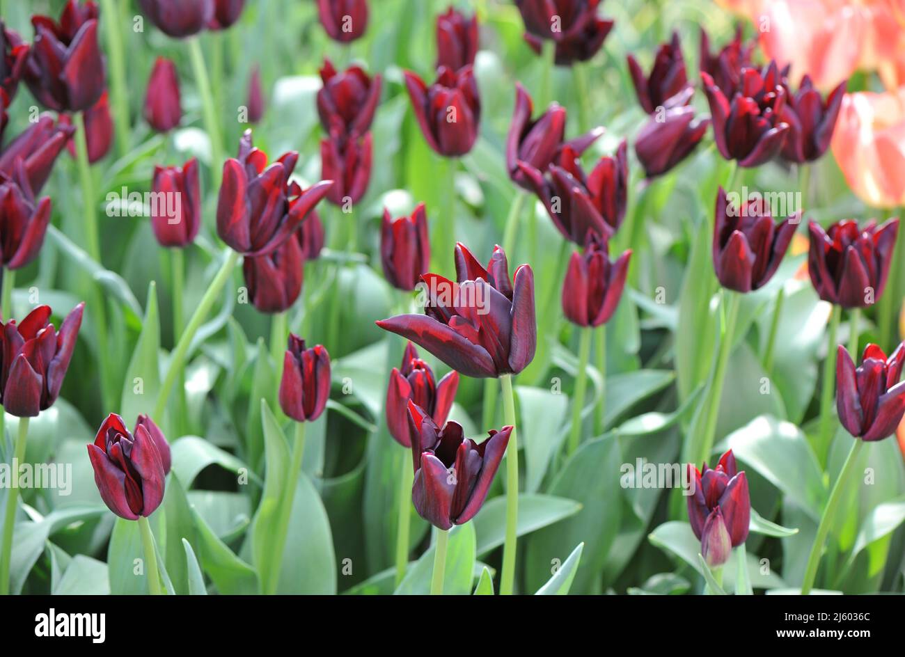 Very dark red Triumph tulips (Tulipa) Hot Chocolate bloom in a garden