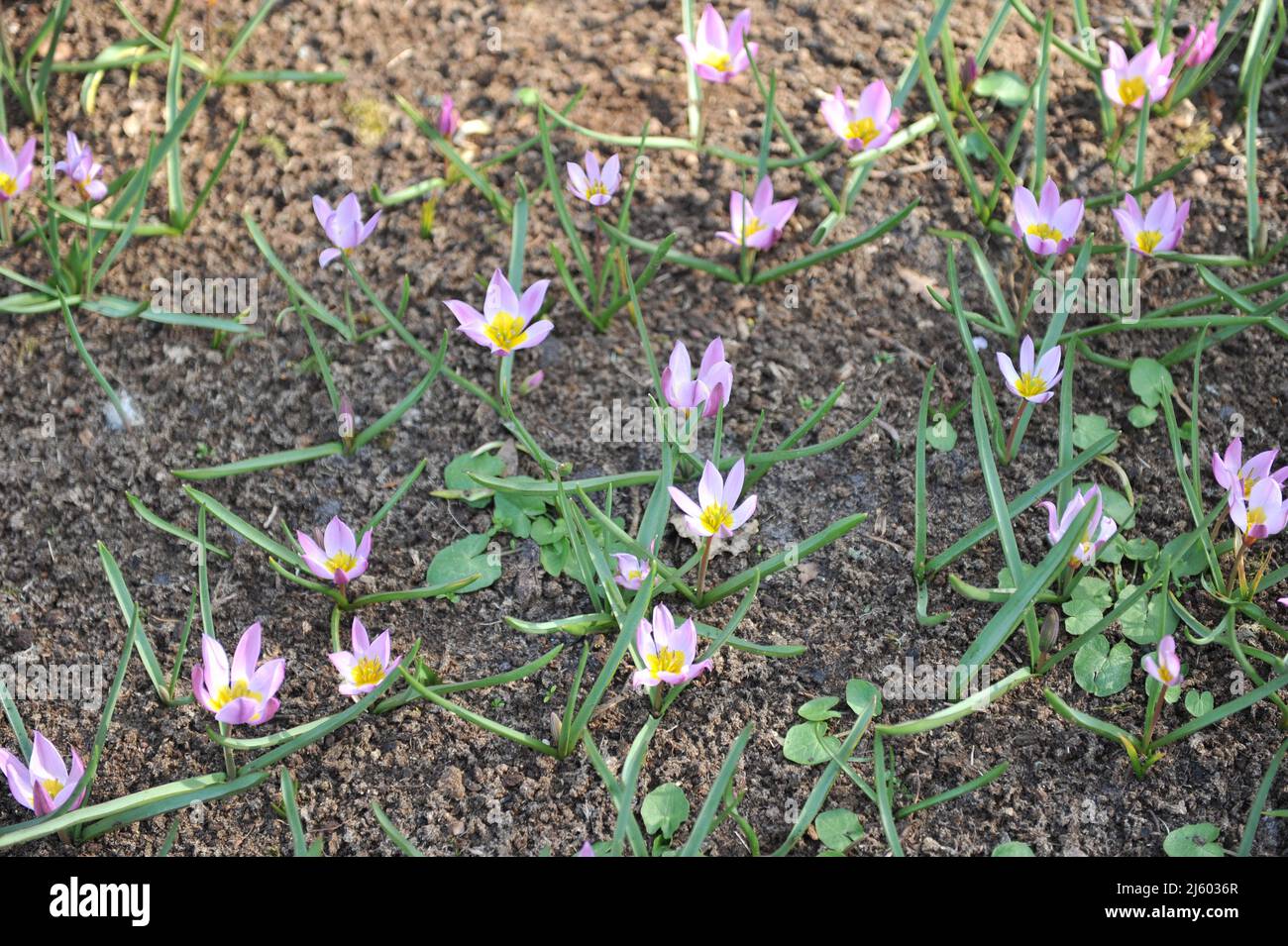 Violet-pink Miscellaneous low-growing tulips (Tulipa humilis) Violacea bloom in a garden in March Stock Photo