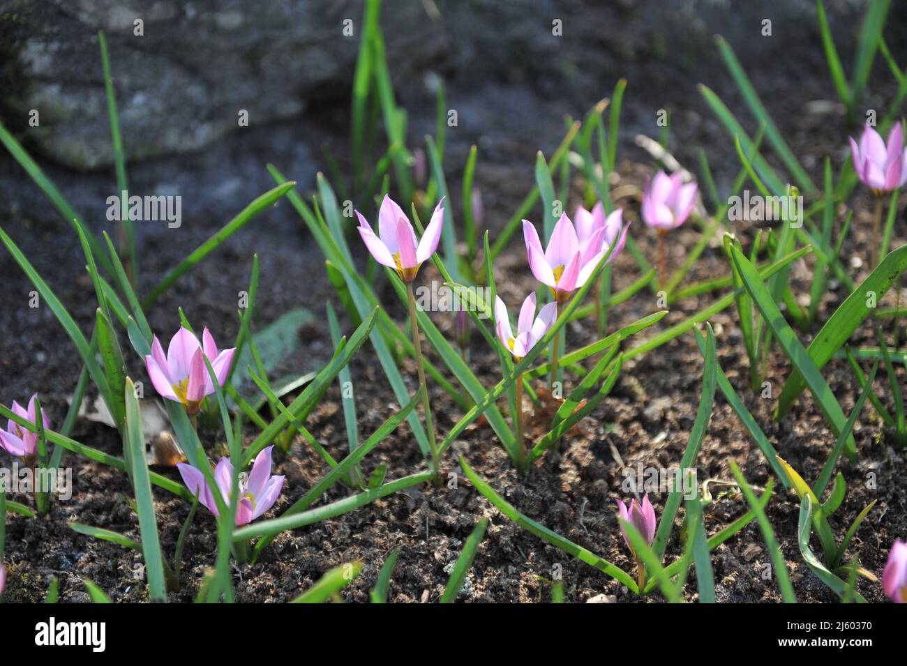 Violet-pink Miscellaneous low-growing tulips (Tulipa humilis) Violacea bloom in a garden in March Stock Photo