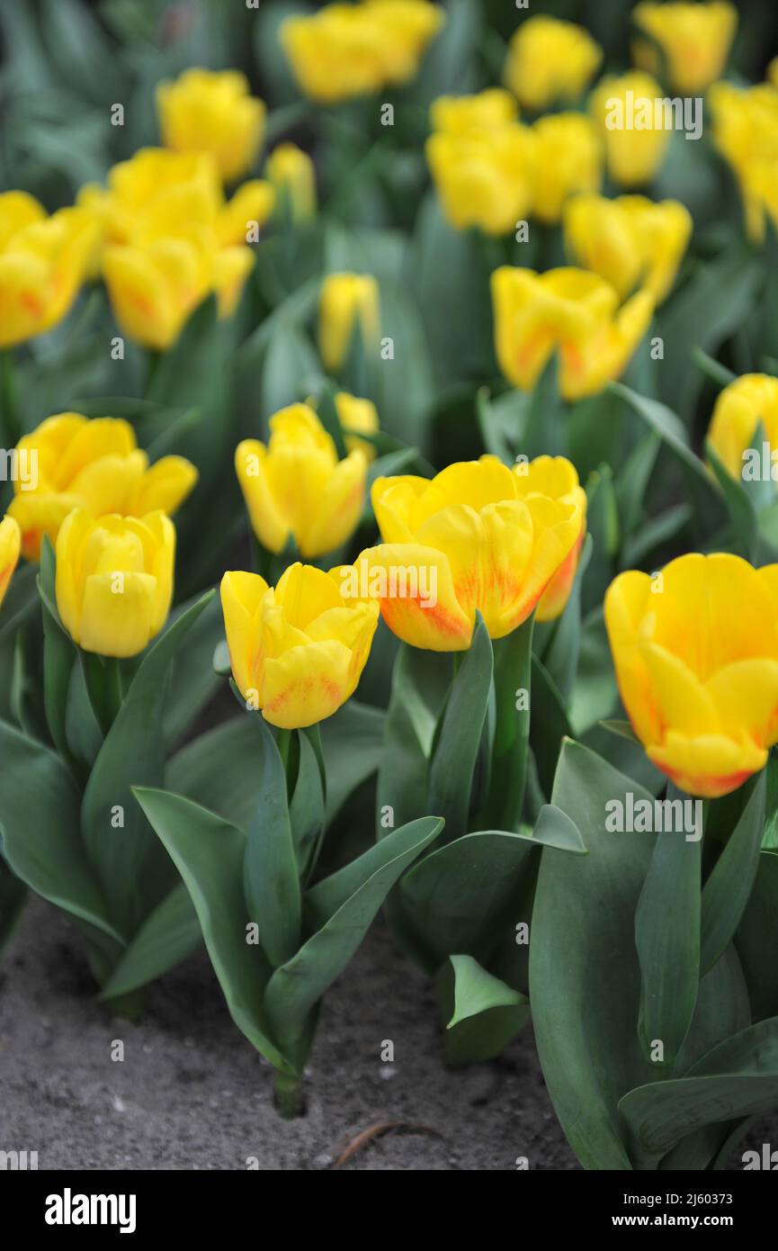 Yellow with red blush Triumph tulips (Tulipa) Ice Lolly bloom in a garden in March Stock Photo