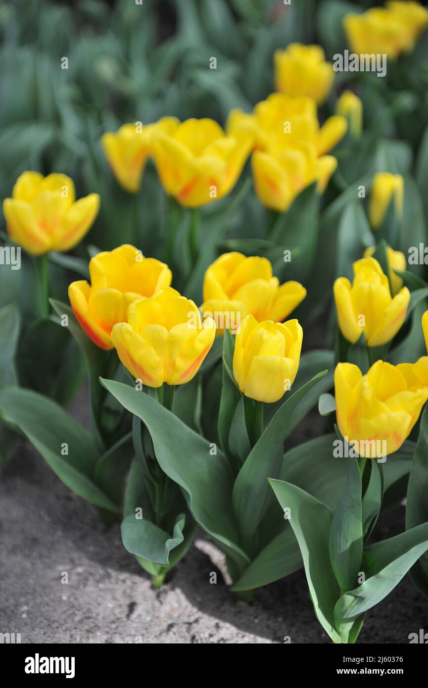 Yellow with red blush Triumph tulips (Tulipa) Ice Lolly bloom in a garden in March Stock Photo