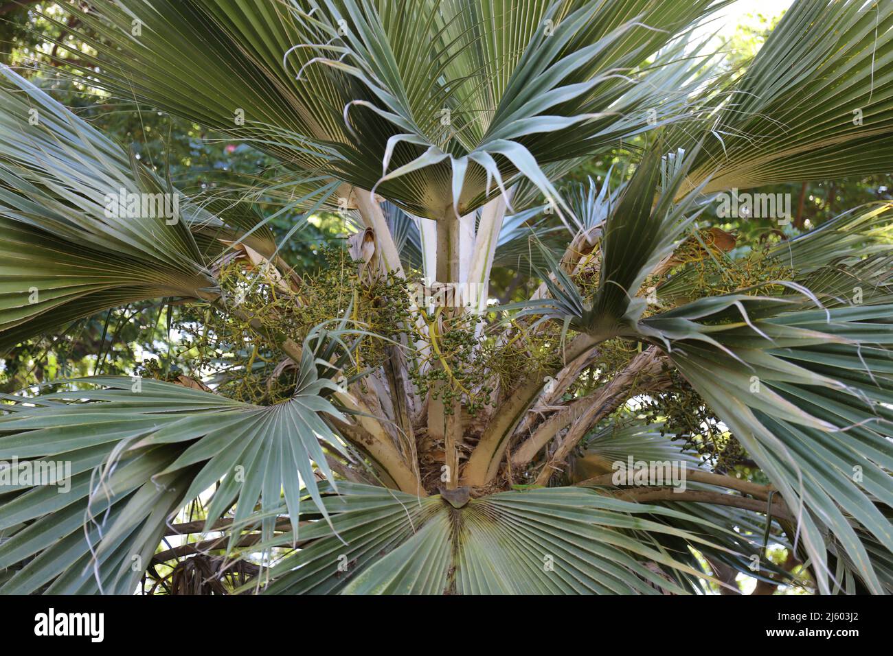 Close up of the small, green fruit, fronds and leaves of a Pritchardia munroi, Loulu, Palm tree in Kauai, Hawaii, USA Stock Photo