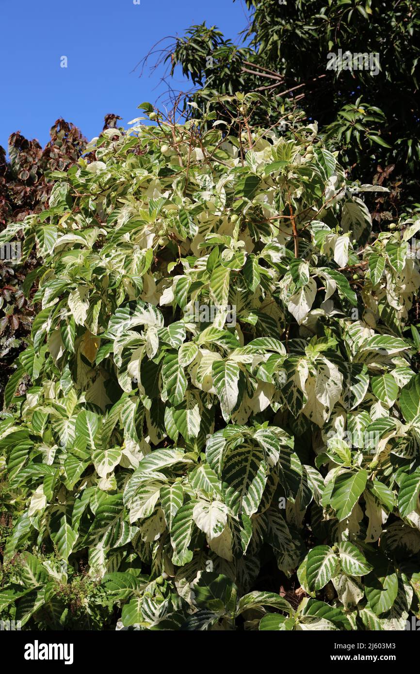 A large, vareigated Noni tree, Morinda citrifolia, bearing fruit on a clear day in Kauai, Hawaii