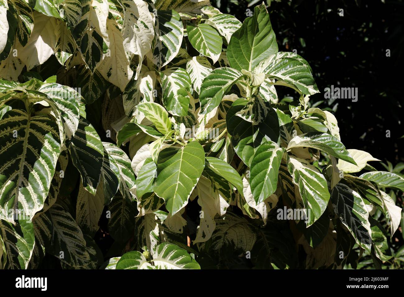 large, vareigated Noni tree leaves, Morinda citrifolia, and fruit in