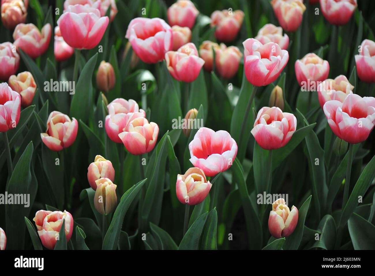 Pink with white edges Triumph tulips (Tulipa) Lech Walesa bloom in a garden in March Stock Photo