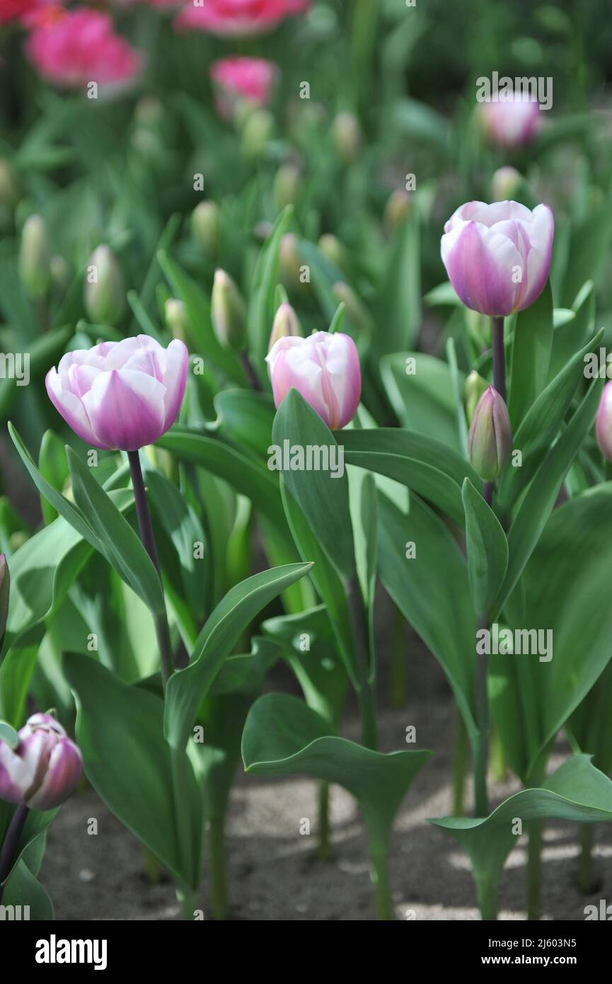 White tulip with pink petal edges hi-res stock photography