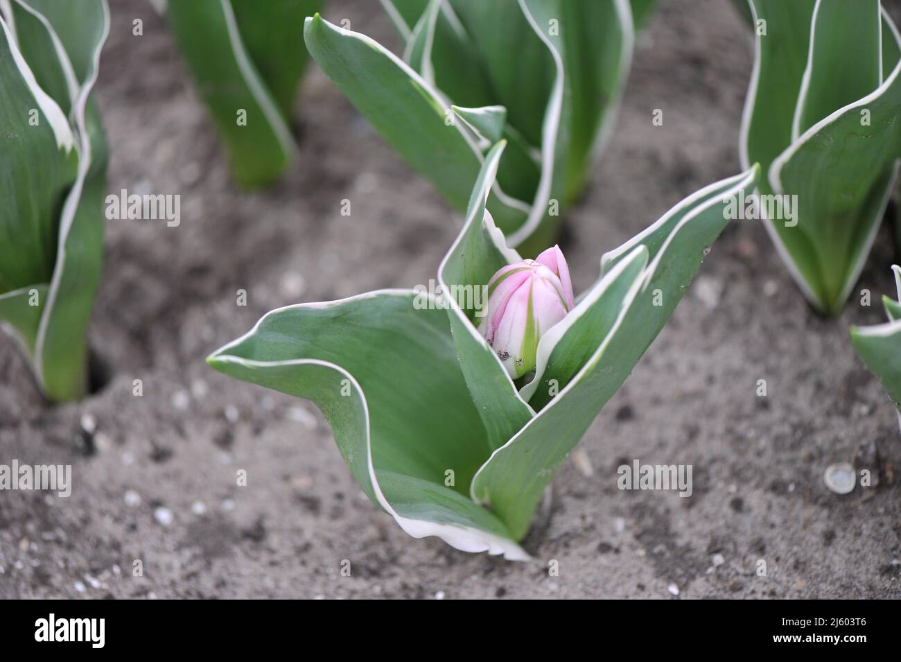 Pink peony-flowered Double Late tulips (Tulipa) Love Letter with variegated leaves prepare to bloom in a garden in March Stock Photo