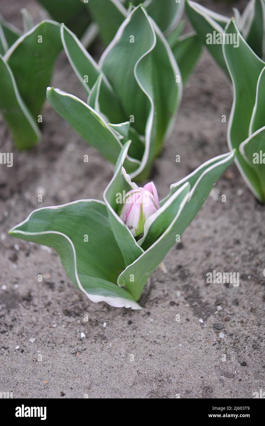 Pink peony-flowered Double Late tulips (Tulipa) Love Letter with variegated leaves prepare to bloom in a garden in March Stock Photo