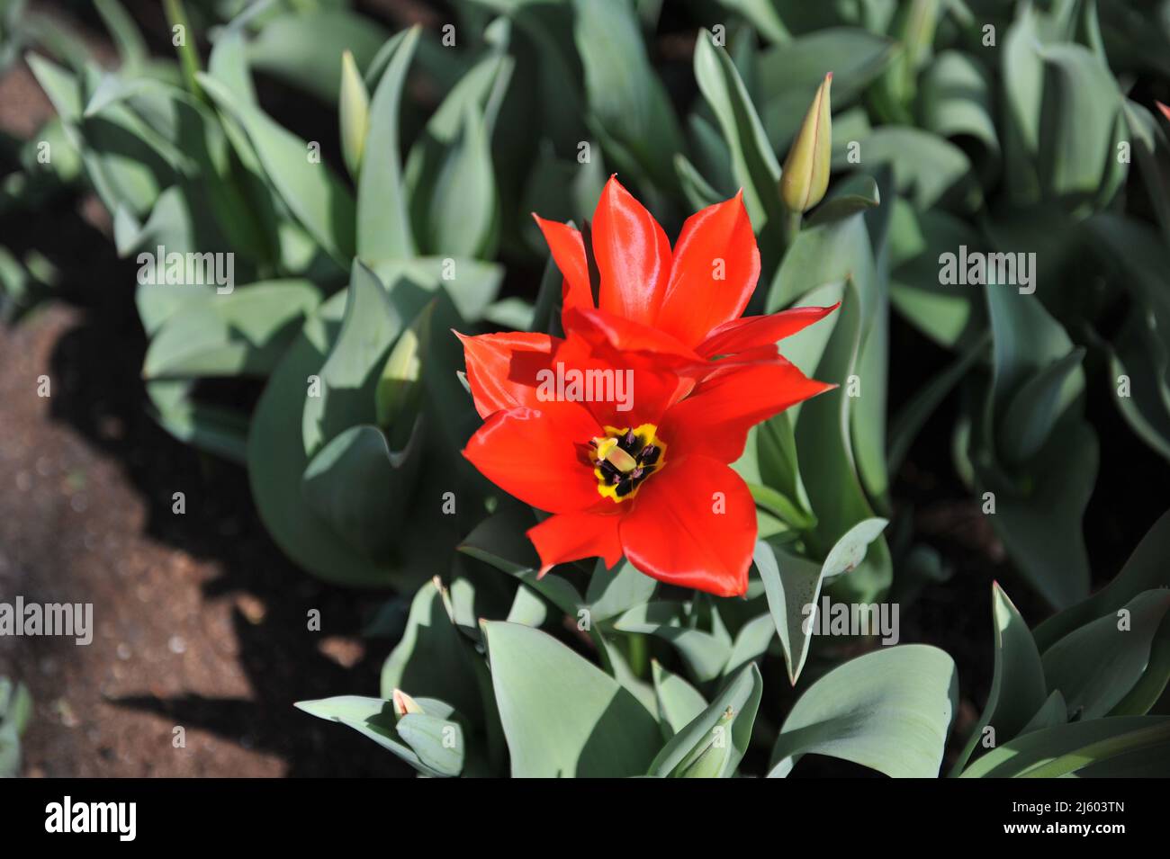 Red Miscellaneous Tubergens tulips (Tulipa tubergeniana) bloom in a 