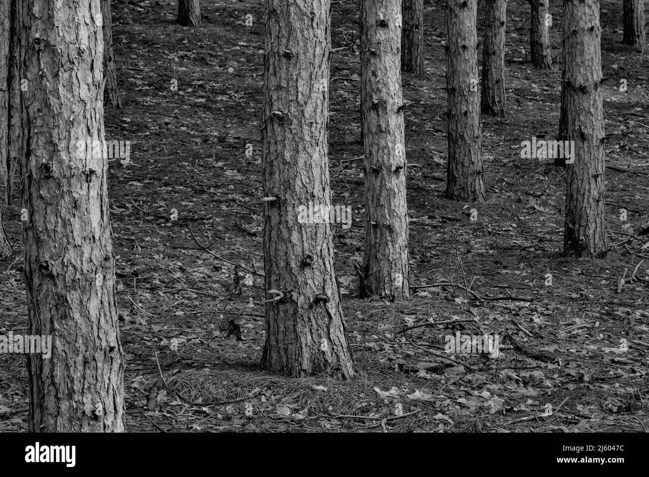 Red Pine, Pinus resinosa, plantation in central Michigan, USA Stock Photo