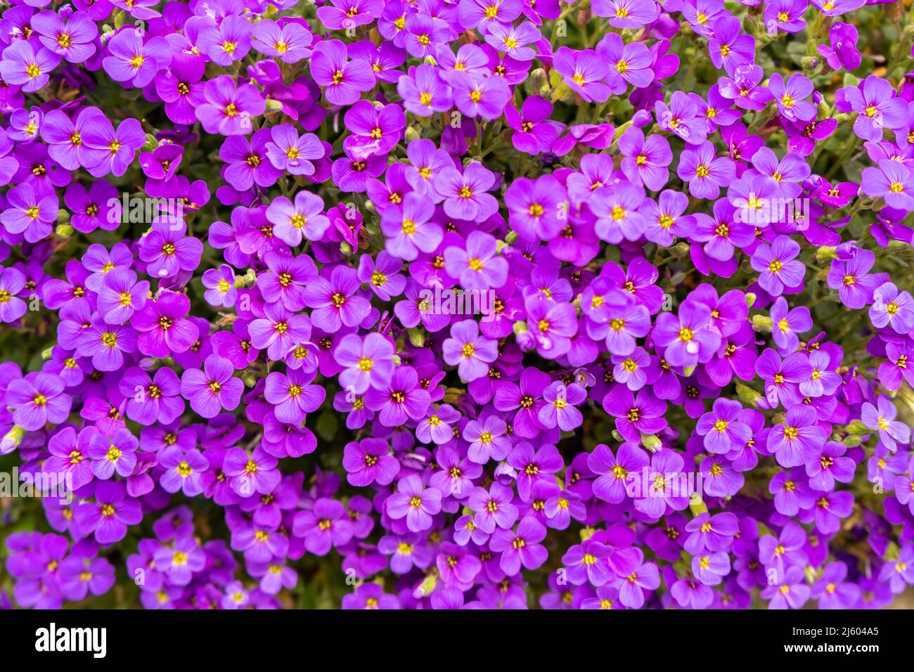 Closeup on vibrant coloured flowers in purple, Aubrieta Cascade Blue, flowering plants called Rock Cress growing in the garden in spring, ground cover Stock Photo