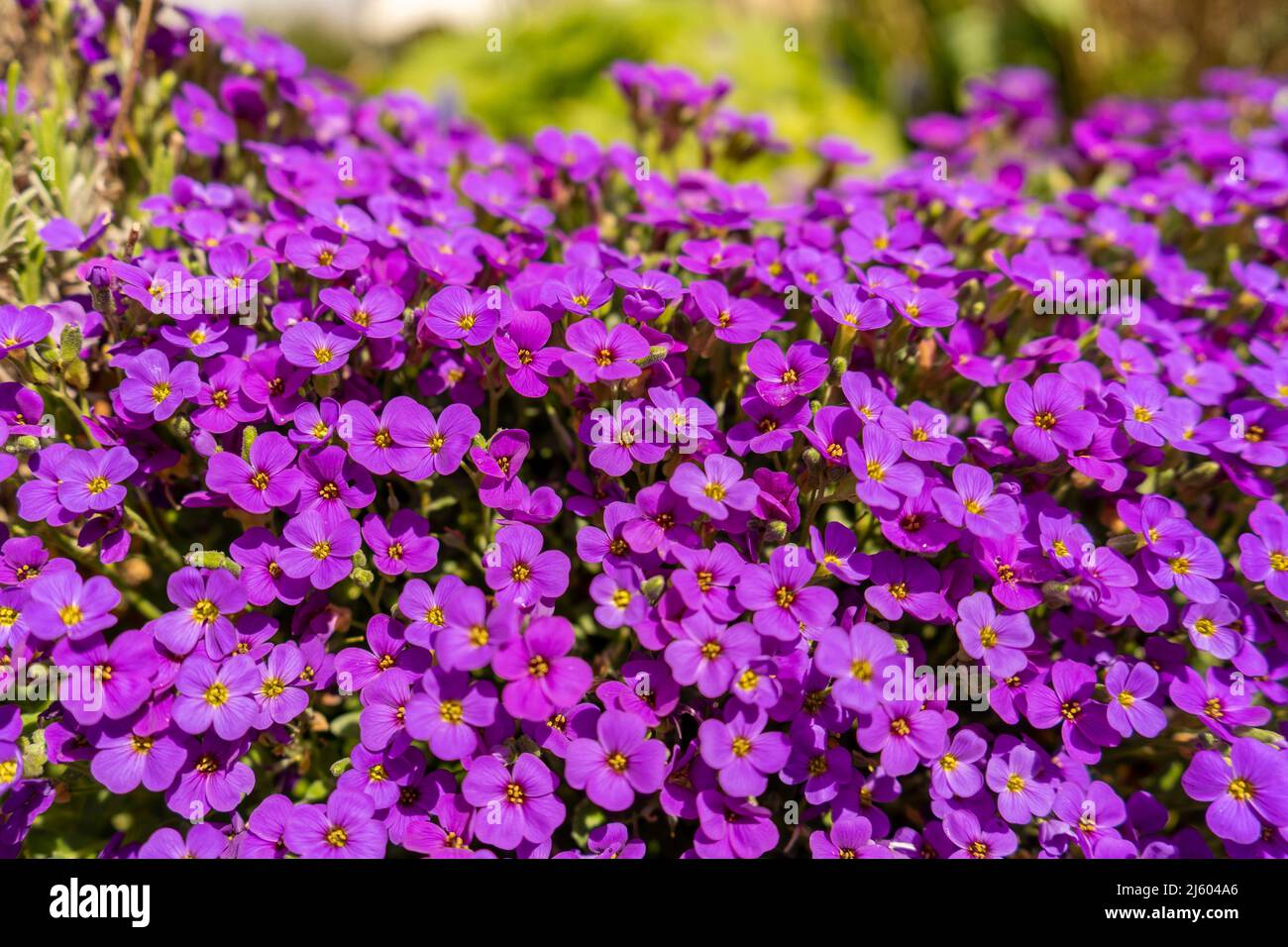 Closeup on vibrant coloured flowers in purple, Aubrieta Cascade Blue, flowering plants called Rock Cress growing in the garden in spring, ground cover Stock Photo