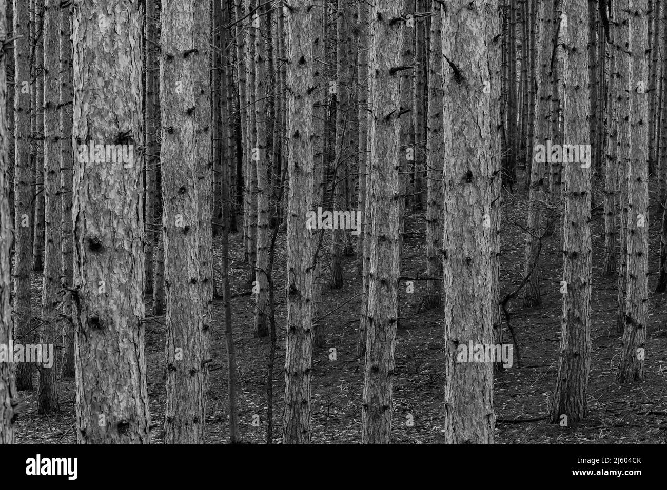 Red Pine, Pinus resinosa, plantation in central Michigan, USA Stock Photo