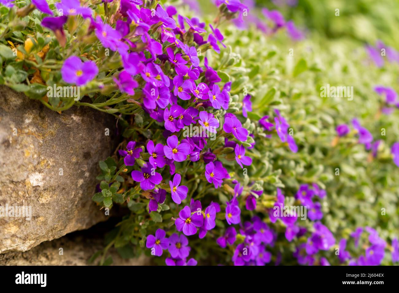 Closeup on vibrant coloured flowers in purple, Aubrieta Cascade Blue, flowering plants called Rock Cress growing in the garden in spring, ground cover Stock Photo