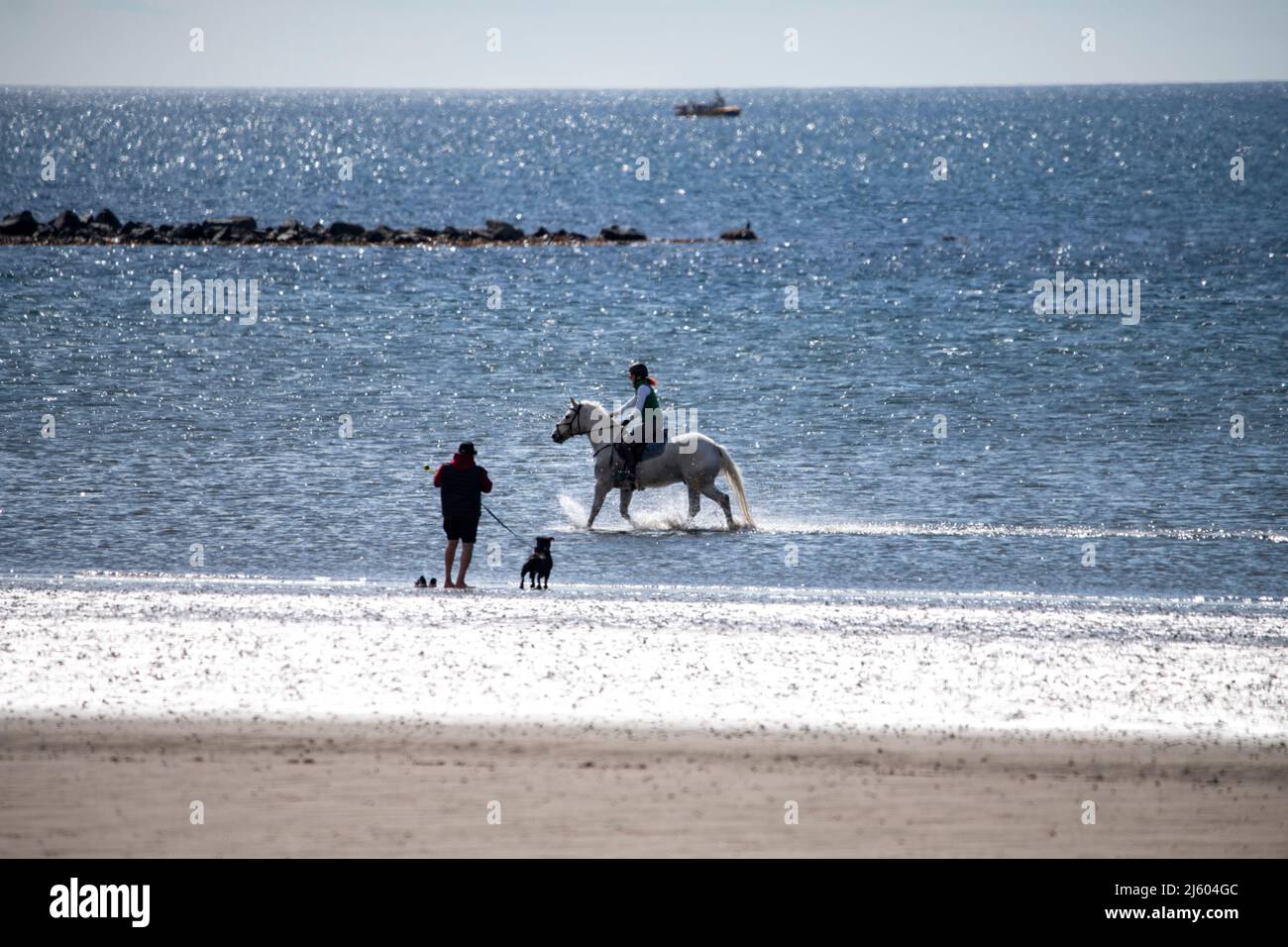 Ayr, Scotland, UK. 26th Apr, 2022. PICTURED: West of Scotland saw bright sunshine and blue sky at the seaside on Ayr Beach. People out walking and a horse rider takes their horse through a gallop in the cool sea water. Credit: Colin Fisher/Alamy Live News Stock Photo
