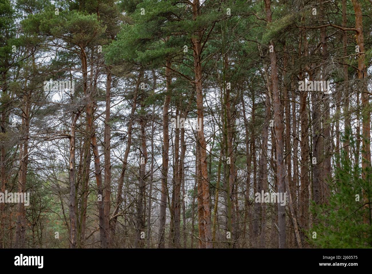 Scotch Pine, Pinus sylvestris, plantation planted long ago in central Michigan, USA Stock Photo
