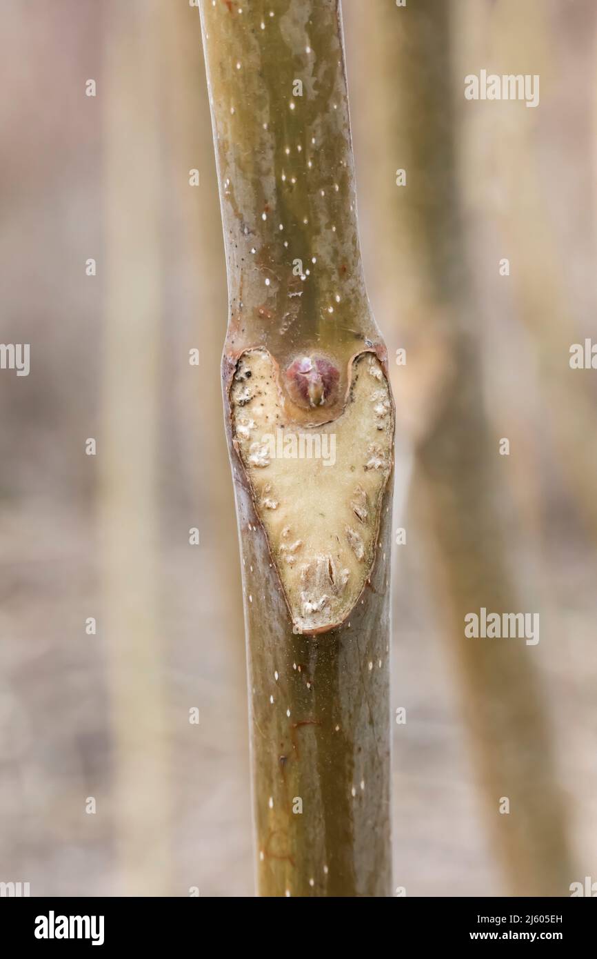 Tree of Heaven, Ailanthus altissima, twig with bud and leaf scar
