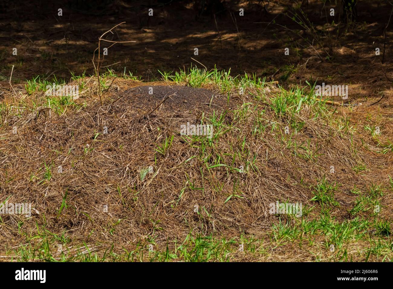Western Thatching Ants, Formica obscuripes, have created a tall mound in Sylvan Solace Preserve near Mt. Pleasant, Michigan, USA Stock Photo