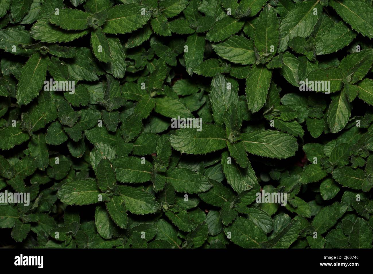 Young Cuban Mojito Mint Plants Stock Photo