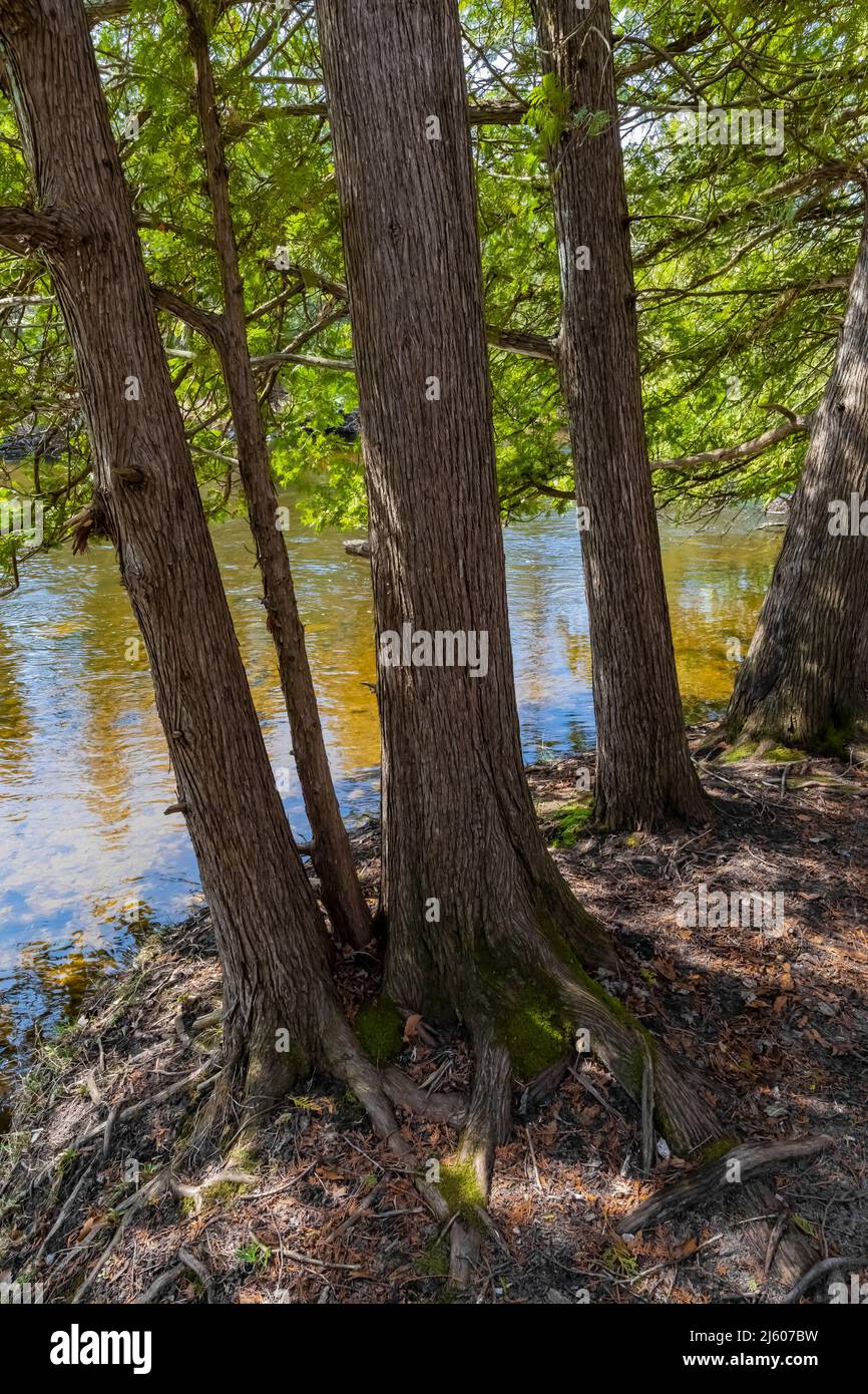 Northern White Cedar, Thuja occidentalis, trees along the Chippew River in Sylvan Solace Preserve near Mt. Pleasant, Michigan, USA Stock Photo