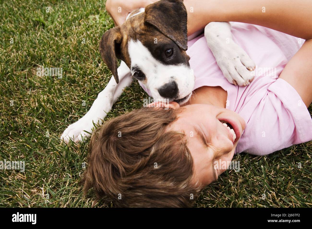 Young boy with Boxer dog puppy. Stock Photo