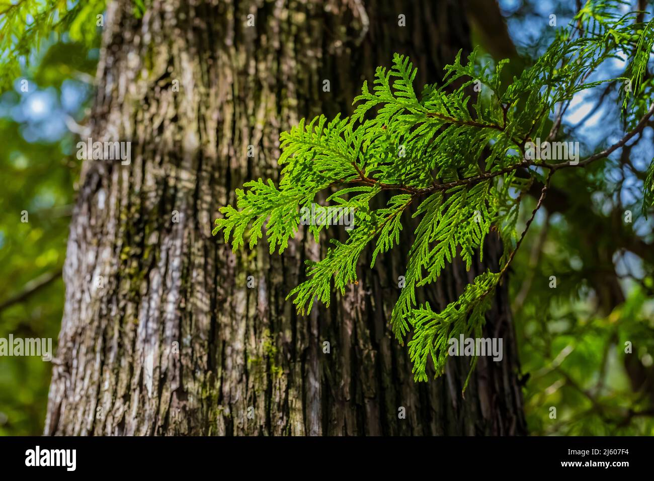 Northern White Cedar, Thuja occidentalis, trees along the Chippew River in Sylvan Solace Preserve near Mt. Pleasant, Michigan, USA Stock Photo