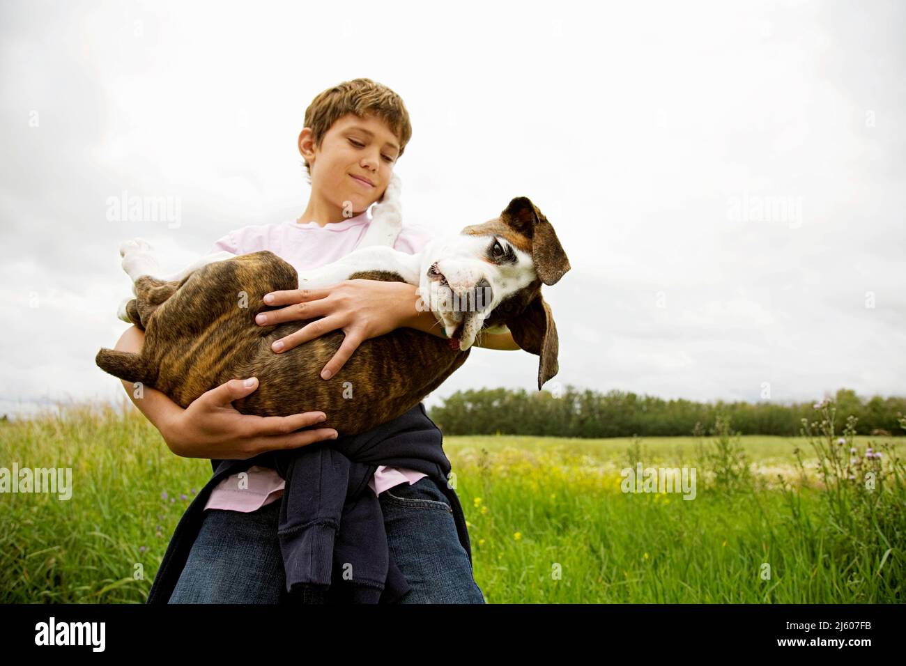 Young boy with Boxer dog puppy. Stock Photo