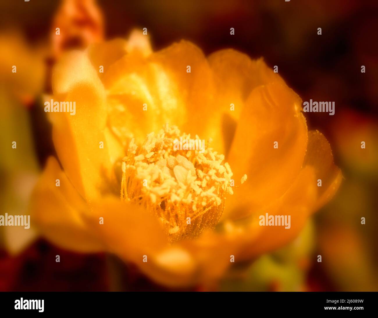 Surprising yellow prickly pear cactus flower in close-up, natural plant portrait Stock Photo