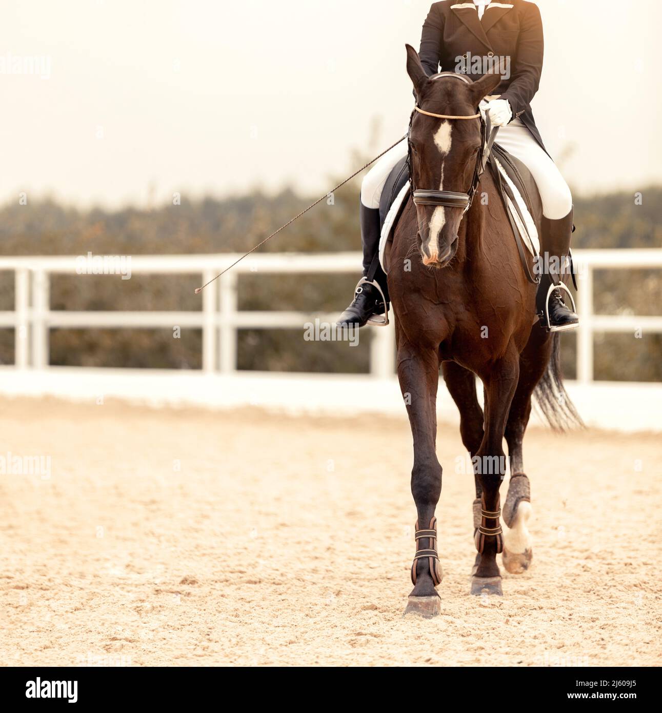 Classic Dressage horse. Portrait red horse in training. Equestrian sport. Front view. Sports stallion in the bridle. The leg of the rider in the Stock Photo