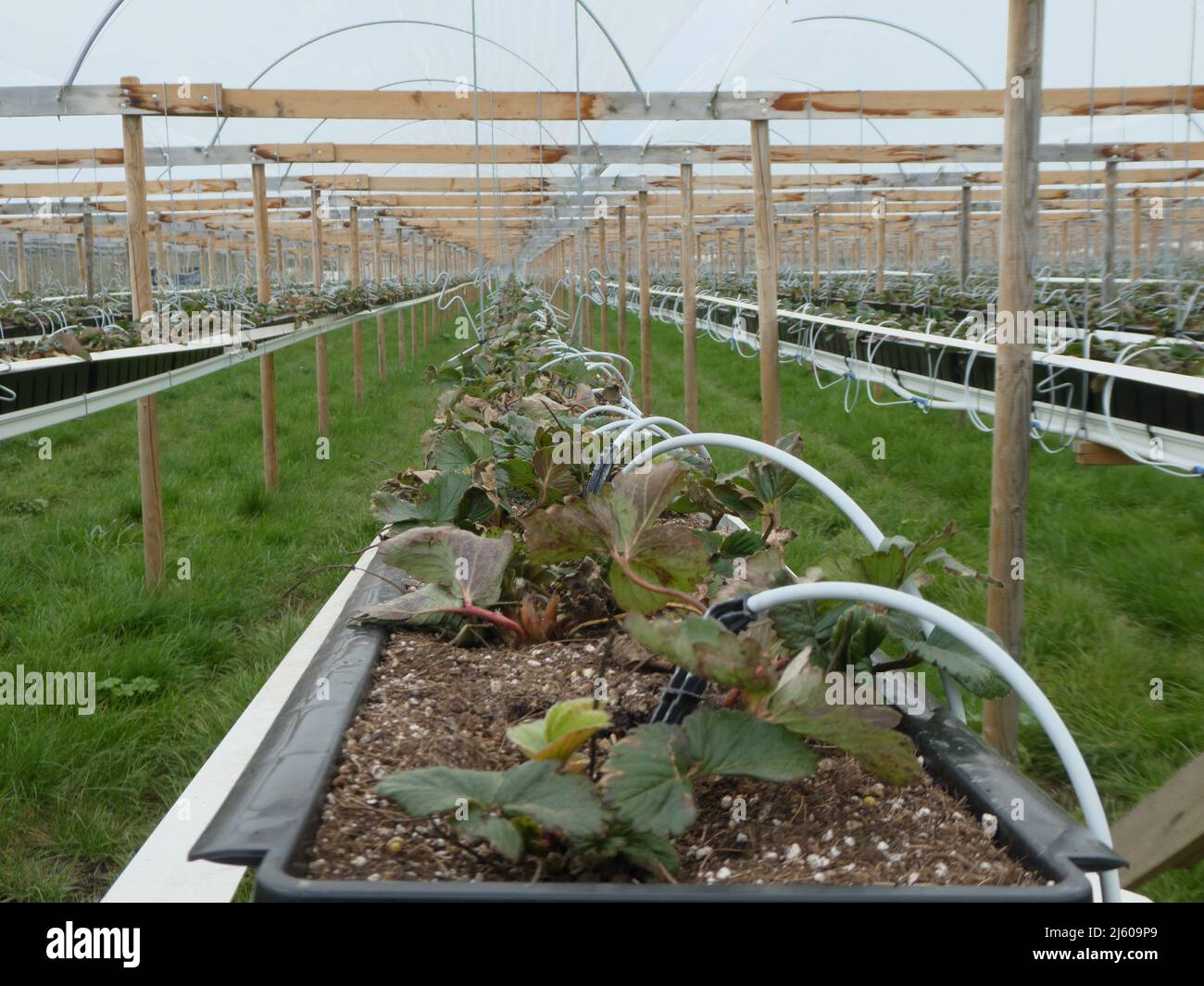 Lines of strawberries in greenhouse Stock Photo
