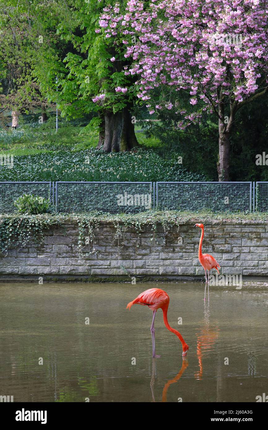 Flamingos im Stadtpark Mainz Stock Photo