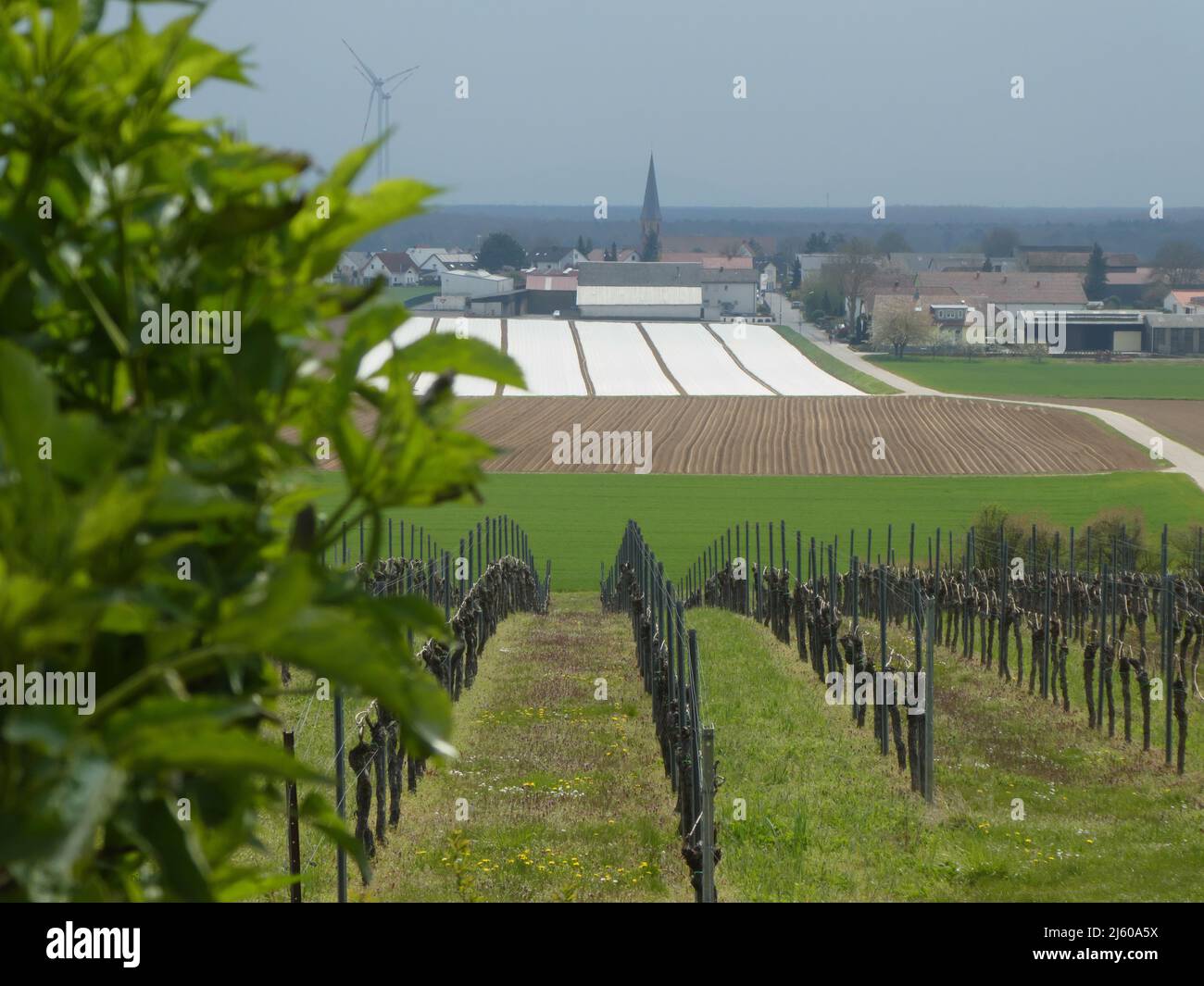 Scenic view of Herxheim trrough vines and fields Stock Photo